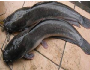 Distributor Ikan Lele