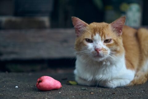 Kucing Scopus dari Kampus Kijang BINUS